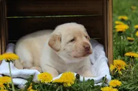Ingrid, a female Labrador Retriever for sale in Hyde Park, VT – 3 of 5