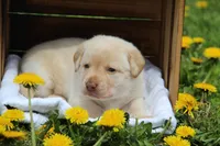 Ingrid, a female Labrador Retriever for sale in Hyde Park, VT – 2 of 5