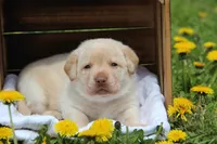 Ingrid, a female Labrador Retriever for sale in Hyde Park, VT – 1 of 5