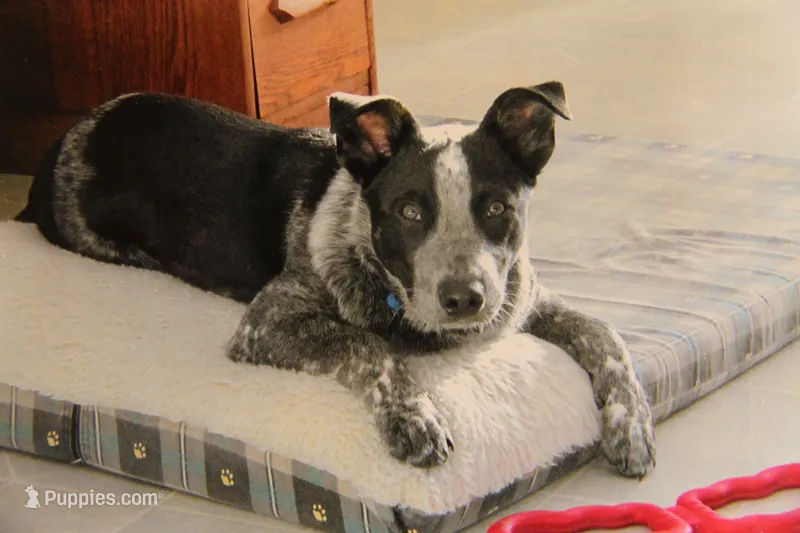 Ringo – Australian Cattle Dog puppy for sale in Hyde Park, VT