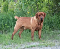 Stub, a male Labrador Retriever for sale in Hyde Park, VT – Photo 3 of 7