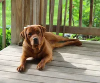 Stub, a male Labrador Retriever for sale in Hyde Park, VT – Photo 6 of 7