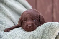 Happy, a female Labrador Retriever for sale in Hyde Park, VT – 3 of 5