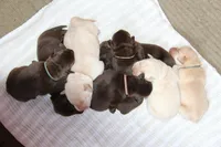 Happy, a female Labrador Retriever for sale in Hyde Park, VT – Photo 3 of 9