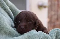 Happy, a female Labrador Retriever for sale in Hyde Park, VT – 2 of 5