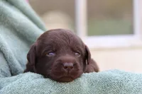 Happy, a female Labrador Retriever for sale in Hyde Park, VT – 1 of 5