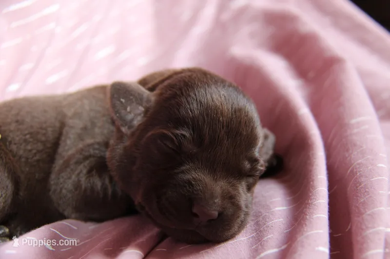 Happy – Labrador Retriever puppy for sale in Hyde Park, VT