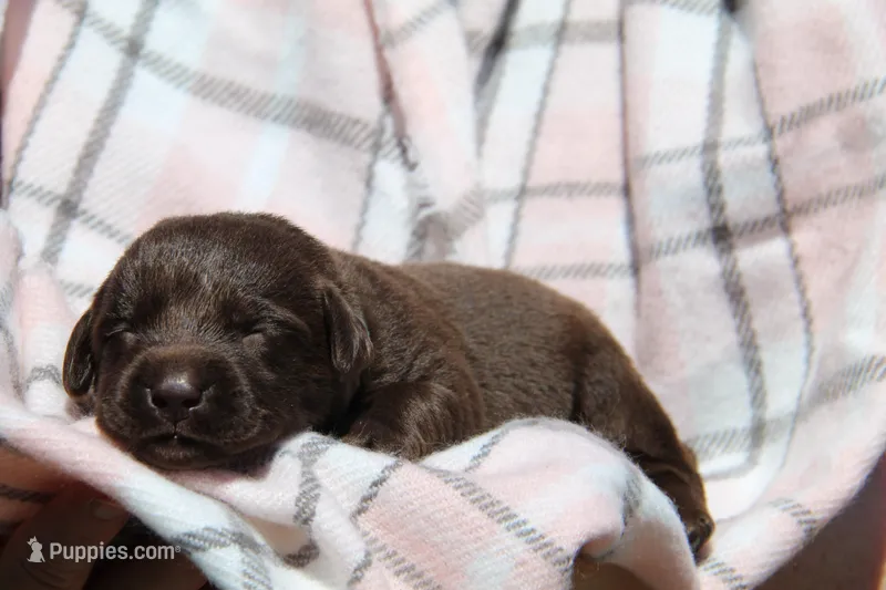Happy – Labrador Retriever puppy for sale in Hyde Park, VT