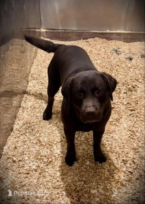 Happy, a female Labrador Retriever for sale in Hyde Park, VT – 5 of 5