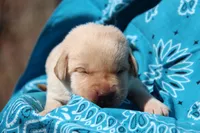 Indy, a male Labrador Retriever for sale in Hyde Park, VT – Photo 2 of 3