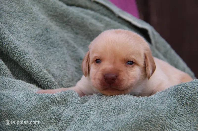 Indy – Labrador Retriever puppy on hold in Hyde Park, VT