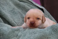 Indy, a male Labrador Retriever for sale in Hyde Park, VT – 1 of 2
