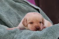 Indy, a male Labrador Retriever for sale in Hyde Park, VT – 2 of 2