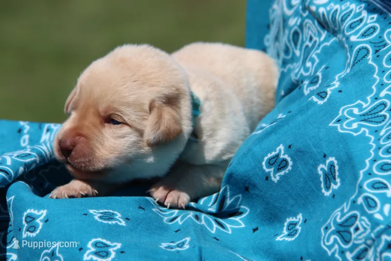 Indy – Labrador Retriever puppy on hold in Hyde Park, VT