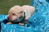 Indy, a male Labrador Retriever for sale in Hyde Park, VT – Photo 1 of 3