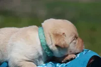 Indy, a male Labrador Retriever for sale in Hyde Park, VT – Photo 3 of 3