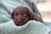 Harley, a male Labrador Retriever for sale in Hyde Park, VT – 2 of 2