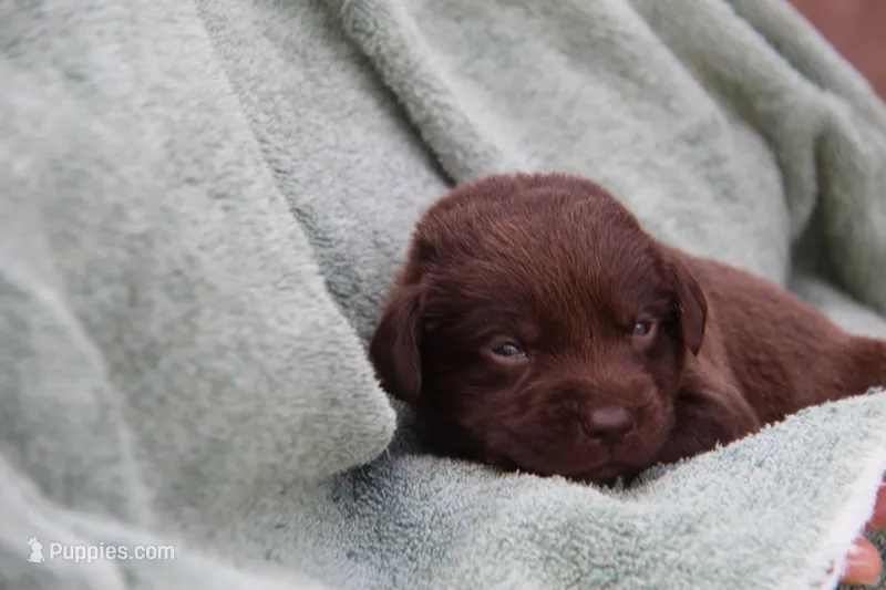 Harley – Labrador Retriever puppy on hold in Hyde Park, VT