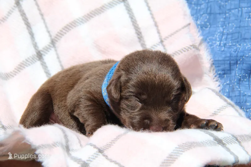 Harley – Labrador Retriever puppy on hold in Hyde Park, VT