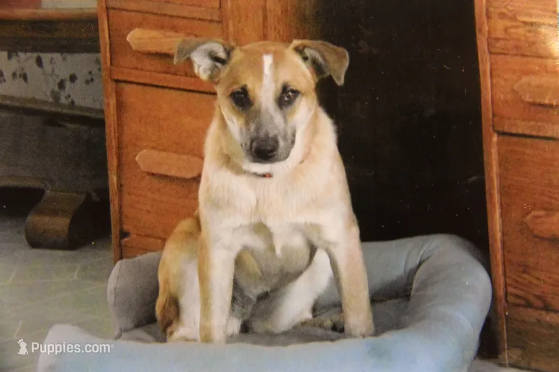 Lupine – Australian Cattle Dog puppy for sale in Hyde Park, VT