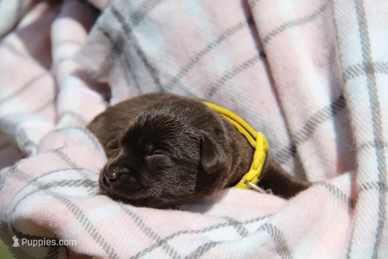 Hazel – Labrador Retriever puppy for sale in Hyde Park, VT