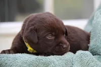 Hazel, a female Labrador Retriever for sale in Hyde Park, VT – 2 of 4