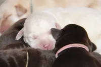 Hazel, a female Labrador Retriever for sale in Hyde Park, VT – Photo 2 of 9