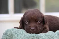 Hazel, a female Labrador Retriever for sale in Hyde Park, VT – 1 of 4