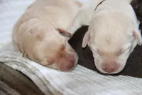 Hazel, a female Labrador Retriever for sale in Hyde Park, VT – Photo 5 of 9