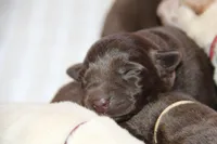Hazel, a female Labrador Retriever for sale in Hyde Park, VT – Photo 1 of 9