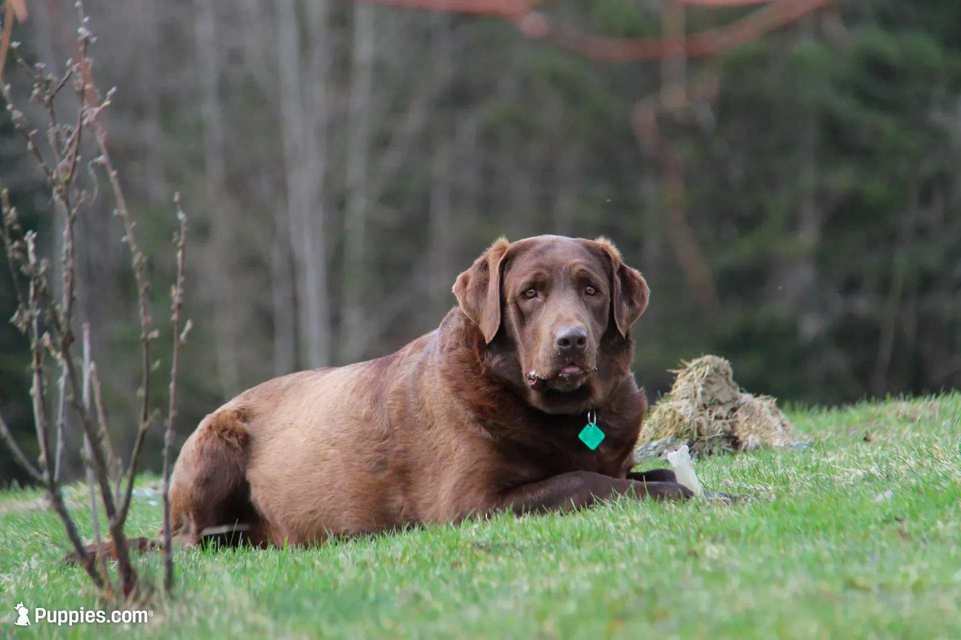Hazel, a female Labrador Retriever for sale in Hyde Park, VT – Photo 8 of 9
