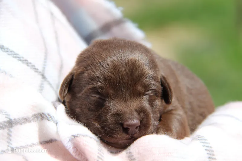 Haley – Labrador Retriever puppy for sale in Hyde Park, VT