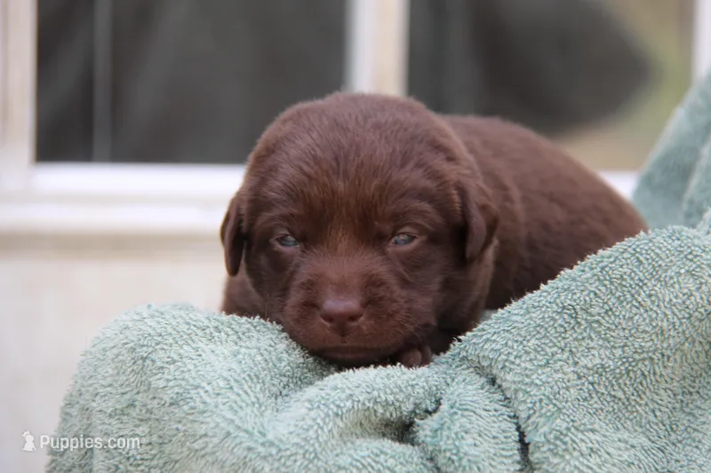 Haley – Labrador Retriever puppy for sale in Hyde Park, VT