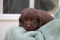 Haley, a female Labrador Retriever for sale in Hyde Park, VT – 1 of 4