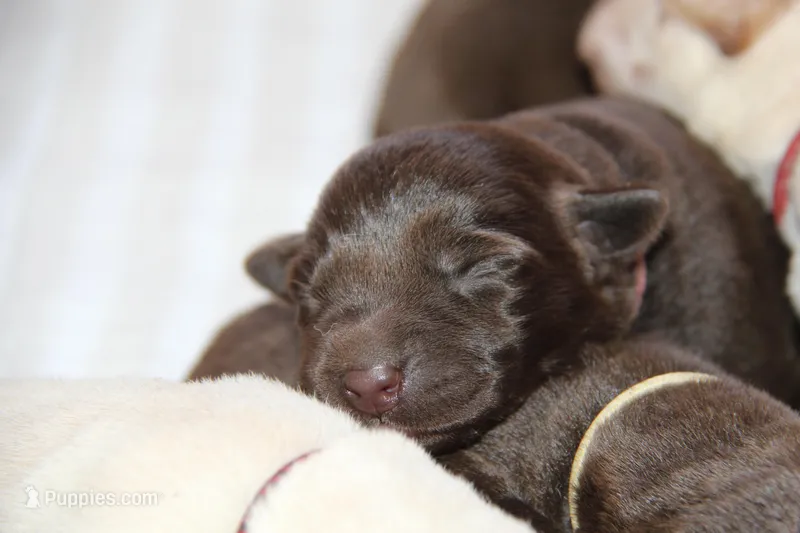Haley – Labrador Retriever puppy for sale in Hyde Park, VT