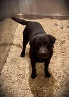 Haley, a female Labrador Retriever for sale in Hyde Park, VT – Photo 9 of 9