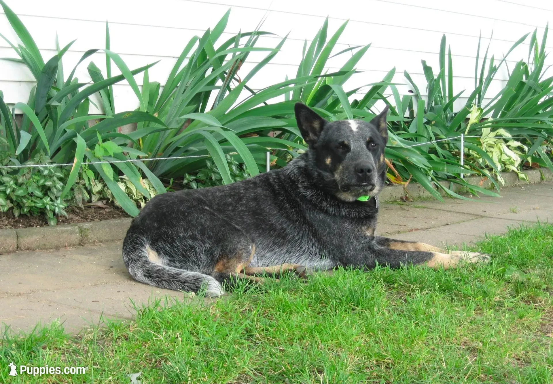 Lupine, a female Australian Cattle Dog for sale in Hyde Park, VT – 2 of 2