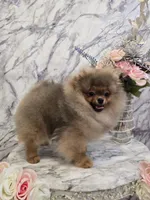 Maurice, a male Pomeranian for sale in Urbana, OH – 7 of 10