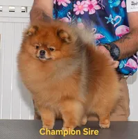 Liam, a male Pomeranian for sale in Urbana, OH – 9 of 10