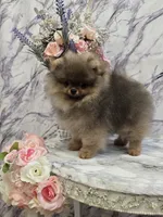 Maurice, a male Pomeranian for sale in Urbana, OH – 7 of 10
