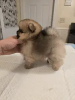 Delphine, a female Pomeranian for sale in Urbana, OH – 2 of 8