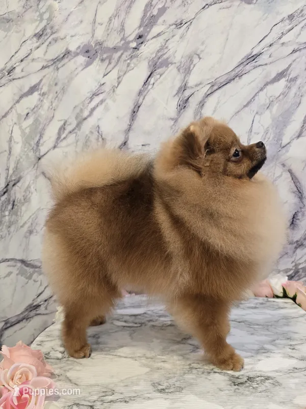Jude – Pomeranian puppy for sale in Urbana, OH