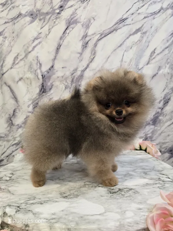 Maurice – Pomeranian puppy for sale in Urbana, OH