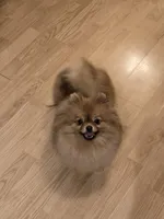 Kitty, a female Pomeranian for sale in Urbana, OH – 3 of 7