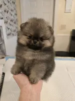 Estelle, a female Pomeranian for sale in Urbana, OH – 3 of 10