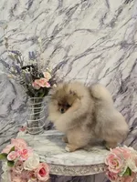 Lucas, a male Pomeranian for sale in Urbana, OH – 6 of 10