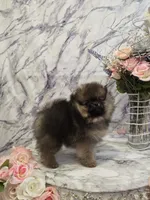 Dyna, a female Pomeranian for sale in Urbana, OH – 2 of 10