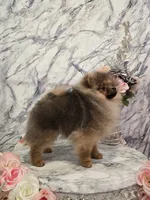 Jude, a male Pomeranian for sale in Urbana, OH – 4 of 10