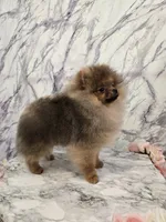 Jude, a male Pomeranian for sale in Urbana, OH – 2 of 10