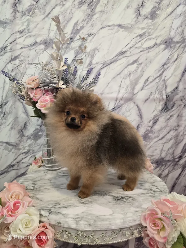 Jude – Pomeranian puppy for sale in Urbana, OH